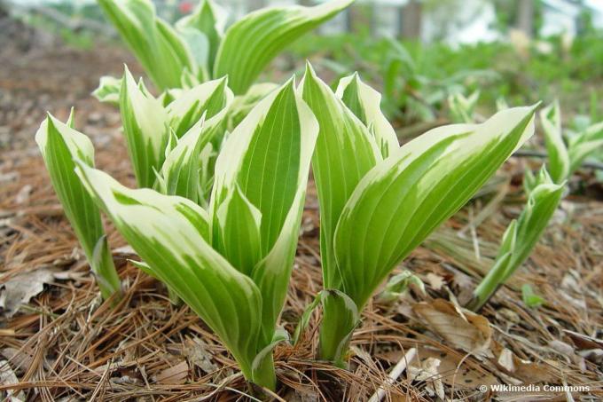 Hosta 