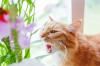 Is cosmea toxic to cats