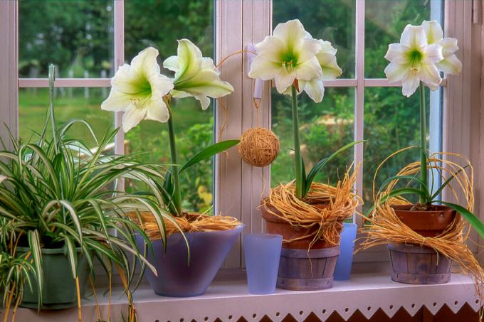 amaryllis-druhý-květ