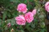 Bekæmpelse af sort sod i roser: økologiske hjemmemedicin