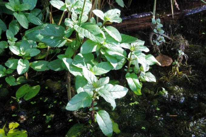Water mint growing in the pond