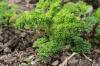 Harvest parsley: this is how it grows back optimally