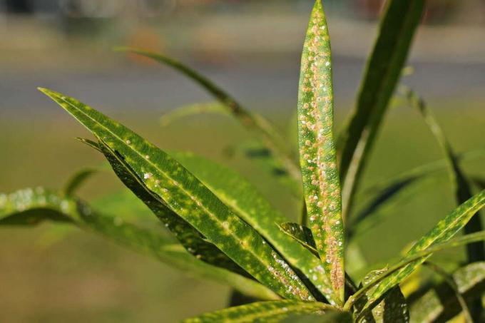 Diseased oleander leaves in the sun