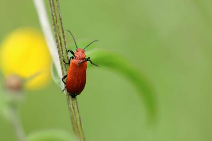 Escarabajos de la especie escarabajo de fuego de cabeza roja