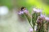 Včelí priateľ, Phacelia: 8 tipov na starostlivosť