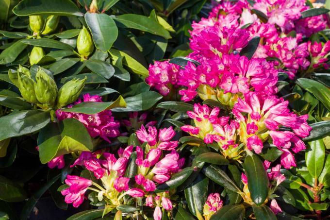 pink rhododendron close in the garden