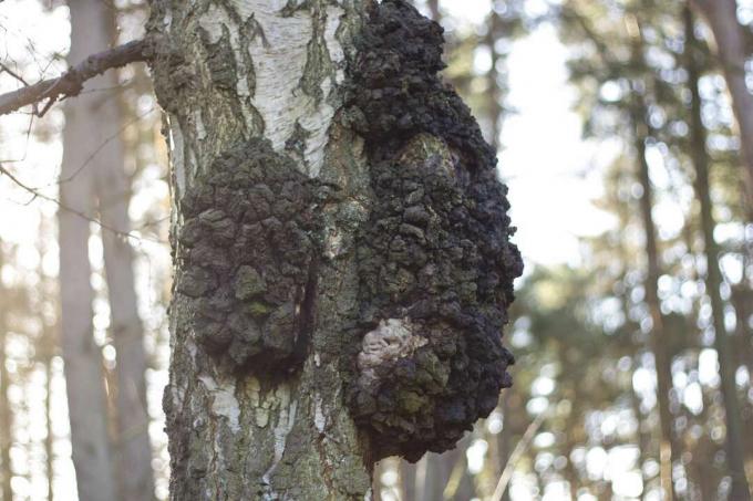 木の上の木の潰瘍