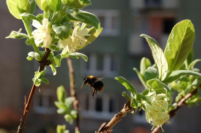 Pszczoła na krzaku borówki na balkonie