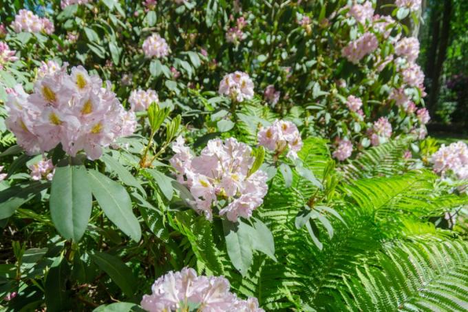 ground-cover-under-rhododendron