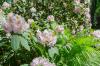 Сочетание рододендронов: приятные компаньоны для альпийской розы