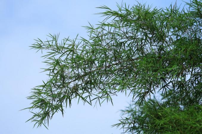 záhradný bambusový rast