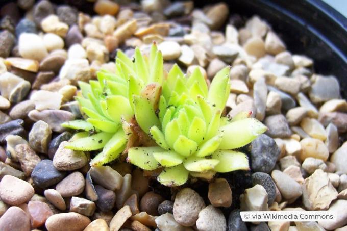 Tânc de munte (Sempervivum montanum ssp. carpathicum „Galbenul lui Cmiral”)