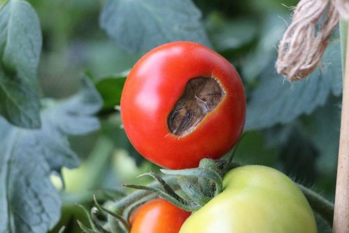 Mudah mengenali penyakit tomat