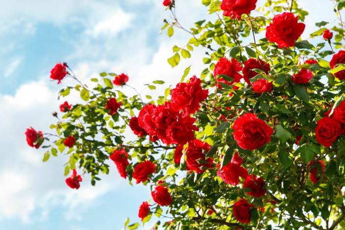 Õitsev roosipõõsas punaste roosidega