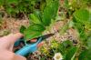 Klatrejordbær Hummi®: pleje og overvintring