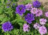 Lettstelte blomster: topp 7 for hagen