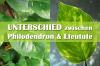 Philodendron or Efeutute? We show 3 differences