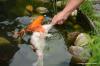 연못 물고기 먹이기: 언제, 얼마나 자주?