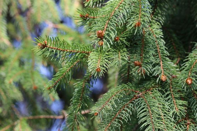 Épinette de Norvège, Picea abies