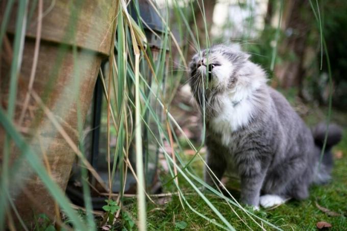 Le chat mange de l'herbe ornementale