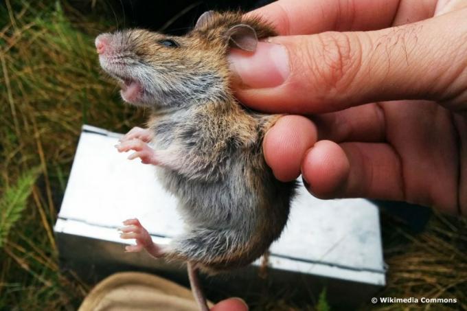 Myš lesná - Apodemus alpicola
