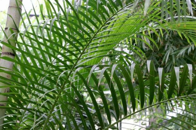 Chrysalidocarpus lutescens, palmier fruitier doré