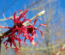 g2 Hamamelis japonica efterårsblade