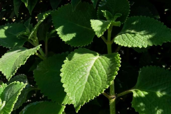 Leaves of the Mexican mint plant