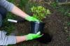 Tallrik hortensia: plantering, skötsel och skärning