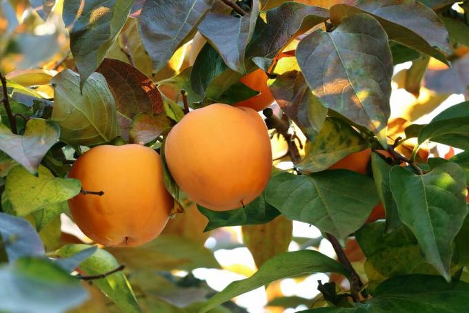 Persimmon puu hedelmillä