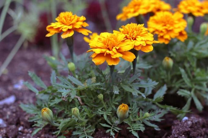 Marigold - güneşli çatı terası için kadife çiçeği