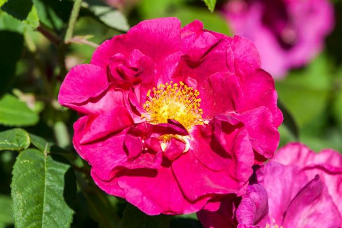 Rose gallica var. אופיסינליס