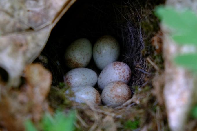 Willow ware eggs in the nest