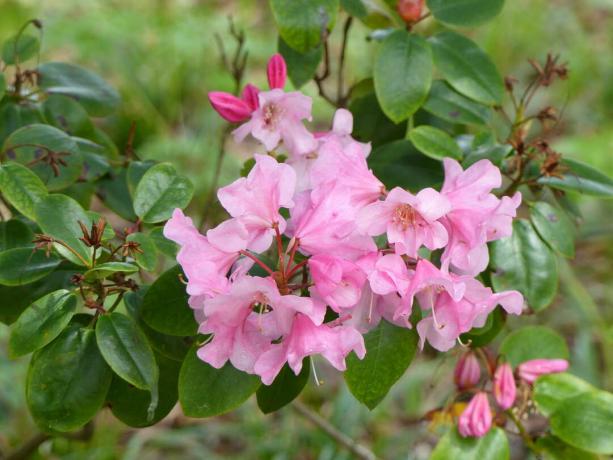 Rhododendron williamsianum 'Humming Bird' bloemen