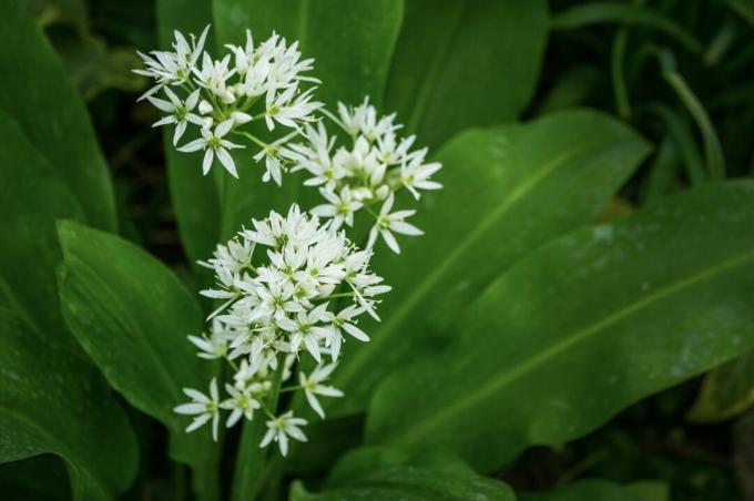 सफेद जंगली लहसुन का फूल