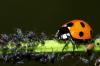 Joaninha: 7 fatos sobre o inseto benéfico
