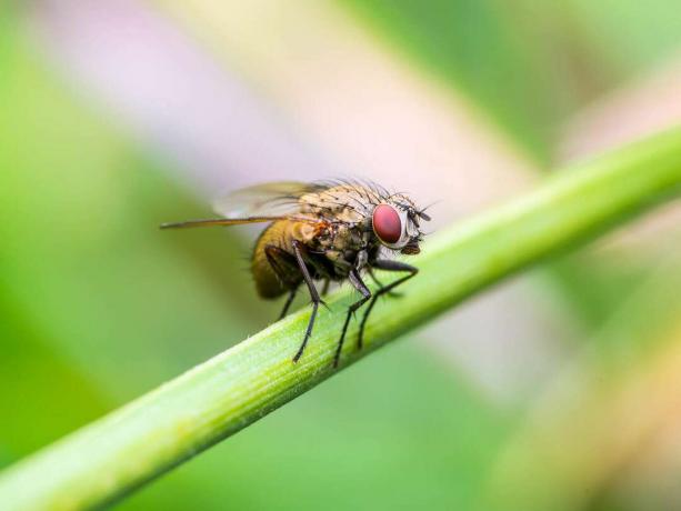 Fly est assis sur un brin d'herbe