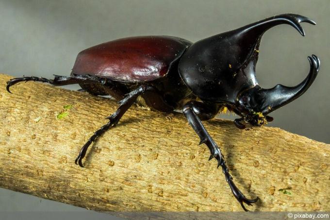 Escarabajo rinoceronte - Oryctes nasicornis