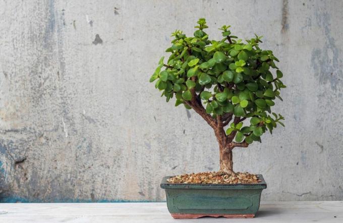 Jadeitowe drzewo Bonsai