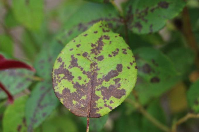 brown spots on the upper side of the leaves of roses