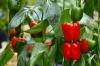 Storing peppers: shelf life & the right way to store them