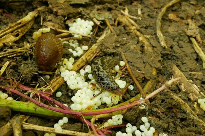 Tiger slug eats snail eggs