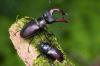 Προσδιορίστε τα σκαθάρια με λαβίδες: 10 αυτοφυή είδη