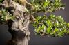 Repoting pohon zaitun: tanah yang tepat untuk transplantasi