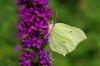Insect-friendly perennials and shrubs: Native trees for insects
