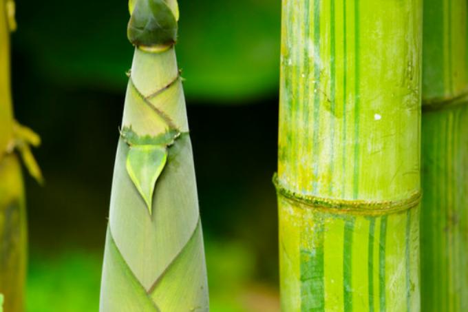 presaditev bambusa