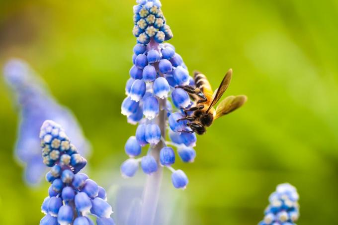Η μέλισσα τρέφεται με υάκινθο σταφυλιού