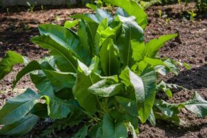 تزايد الفجل الحار: الجذر الساخن في حديقتك الخاصة