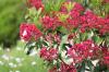 18 blommande tåliga buskar för halvskugga
