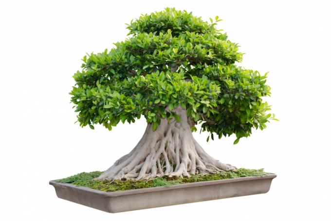 riešutmedžio bonsai